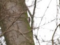 /album/my-local-birding-gallery/tree-creeper-in-copse-at-ossett-feb-2013-jpg/